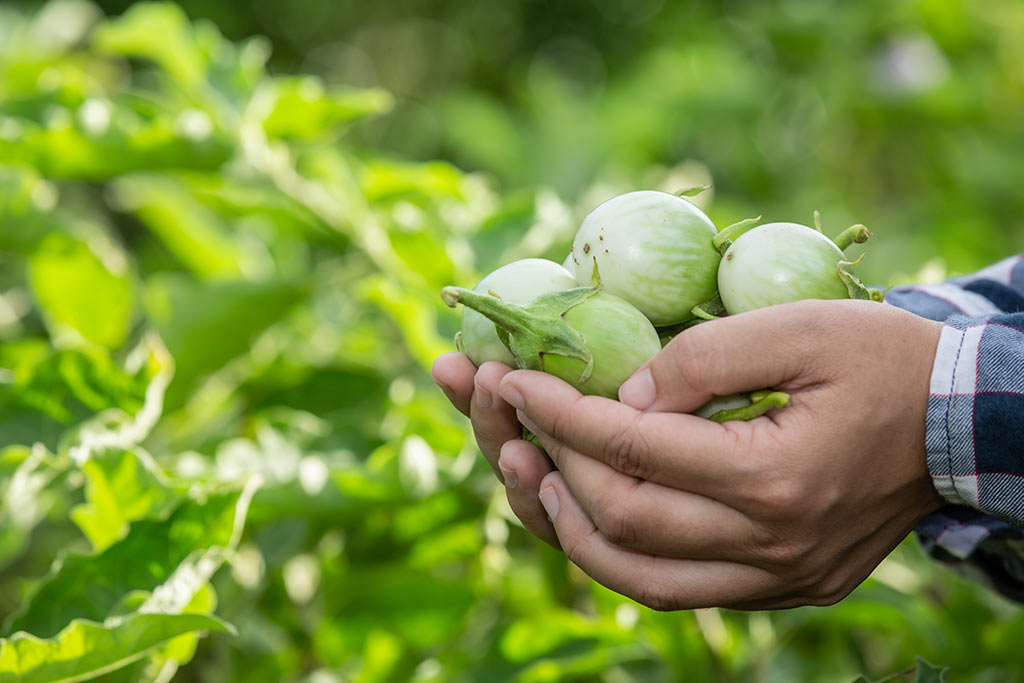 Agriculture product